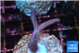 Seritopora pink purple Fijii 2 cm WYSIWYG acclimaté