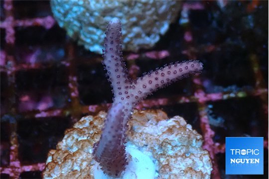 Seritopora pink purple Fijii 2 cm WYSIWYG acclimaté