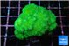 Pocillopora verrucosa toxic green 3-5 cm WYSIWYG acclimaté
