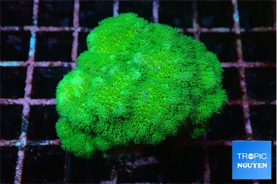 Pocillopora verrucosa toxic green 3-5 cm WYSIWYG acclimaté