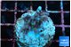 Acropora carduus green polyps deep water 2-3 cm WYSIWYG acclimaté