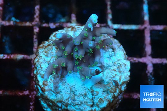 Acropora carduus green polyps deep water 2-3 cm WYSIWYG acclimaté
