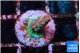 Acropora green 1 cm WYSIWYG acclimaté