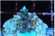 Acropora carduus green polyps deep water 2 cm WYSIWYG acclimaté