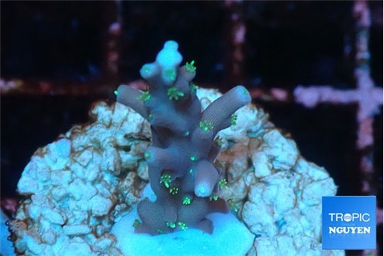 Acropora carduus green polyps deep water 2 cm WYSIWYG acclimaté