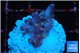 Acropora table purple & golden green polyps Australia 1-2 cm WYSIWYG acclimaté