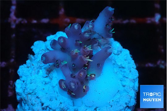 Acropora table purple & golden green polyps Australia 1-2 cm WYSIWYG acclimaté