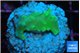 Acropora green 2-3 cm WYSIWYG acclimaté