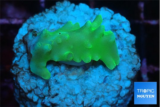 Acropora green 2-3 cm WYSIWYG acclimaté