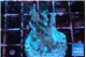 Acropora carduus green polyps deep water 2-3 cm WYSIWYG acclimaté