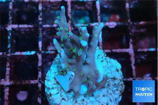 Acropora carduus green polyps deep water 2-3 cm WYSIWYG acclimaté