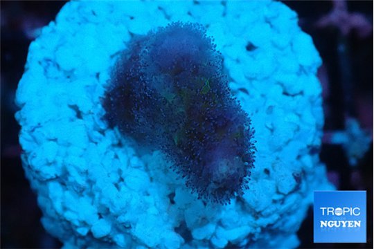 Stylophora full pink Fijii 2 cm WYSIWYG acclimaté