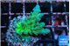 Acropora green 2-3 cm WYSIWYG acclimaté
