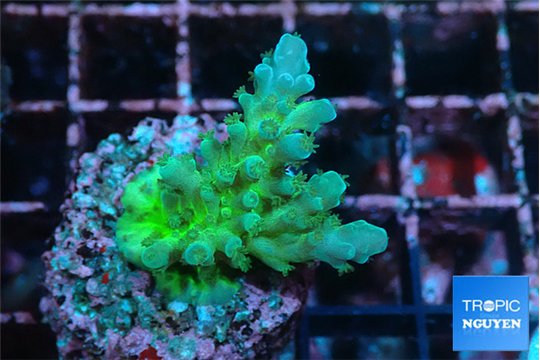 Acropora green 2-3 cm WYSIWYG acclimaté
