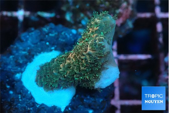 Acropora millepora mango 2-3 cm WYSIWYG acclimaté