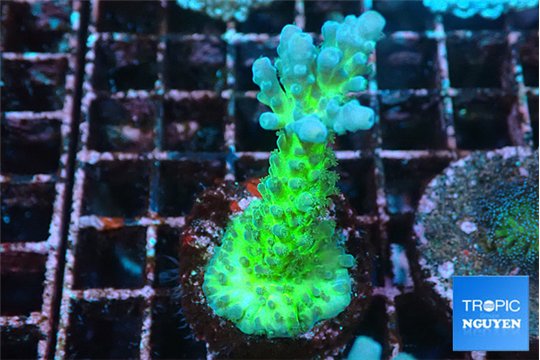 Acropora green & blue tip Fijii 3-4 cm WYSIWYG acclimaté