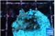 Acropora carduus green polyps deep water 2-3 cm WYSIWYG acclimaté