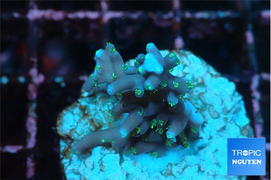 Acropora carduus green polyps deep water 2-3 cm WYSIWYG acclimaté