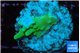 Acropora green 2-3 cm WYSIWYG acclimaté