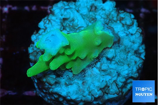 Acropora green 2-3 cm WYSIWYG acclimaté