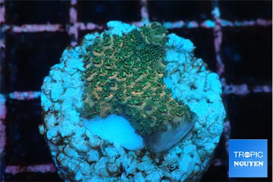 Acropora millepora mango 2-3 cm WYSIWYG acclimaté