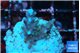 Acropora carduus green polyps deep water 2-3 cm WYSIWYG acclimaté