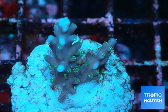 Acropora carduus green polyps deep water 2-3 cm WYSIWYG acclimaté
