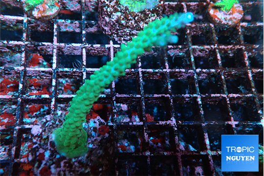 Acropora green & purple tip 4-5 cm WYSIWYG acclimaté