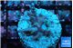 Acropora carduus green polyps deep water 2-3 cm WYSIWYG acclimaté
