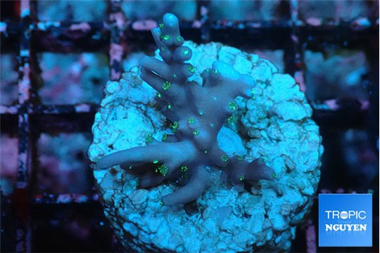Acropora carduus green polyps deep water 2-3 cm WYSIWYG acclimaté