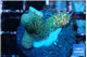 Acropora millepora mango 2-3 cm WYSIWYG acclimaté