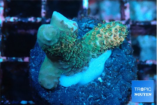 Acropora millepora mango 2-3 cm WYSIWYG acclimaté