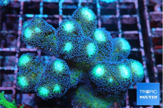 Stylophora milka 6-9 cm WYSIWYG acclimaté