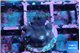 Acropora purple 1-2 cm WYSIWYG acclimaté