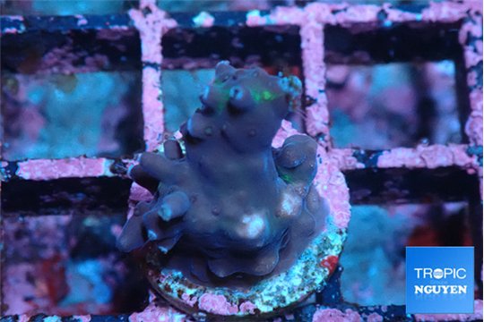 Acropora purple 1-2 cm WYSIWYG acclimaté