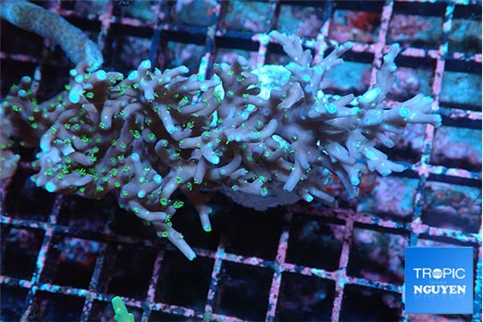 Acropora carduus green polyps deep water 5-7 cm WYSIWYG acclimaté