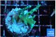 Acropora green ice 2-3 cm WYSIWYG acclimaté
