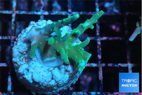 Acropora green ice 2-3 cm WYSIWYG acclimaté