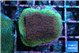 Montipora purple & blue polyps 2-3 cm WYSIWYG acclimaté