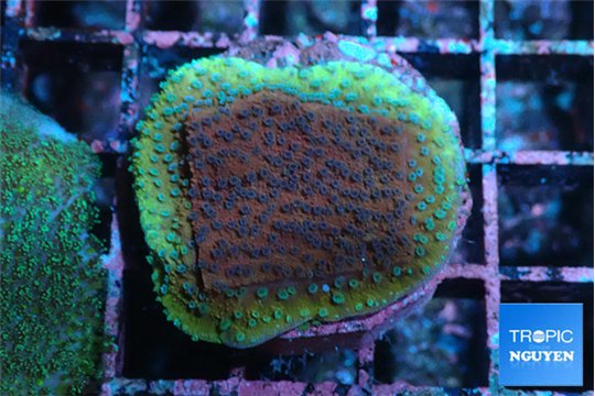 Montipora purple & blue polyps 2-3 cm WYSIWYG acclimaté