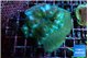 Pocillopora damicornis green & pink tip 5-7 cm WYSIWYG acclimaté