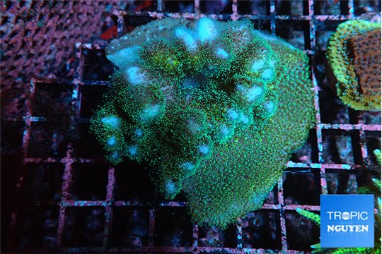 Pocillopora damicornis green & pink tip 5-7 cm WYSIWYG acclimaté