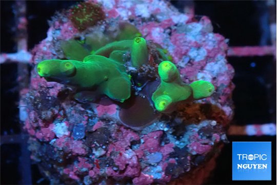 Acropora caroliniana banana 2-3 cm WYSIWYG acclimaté