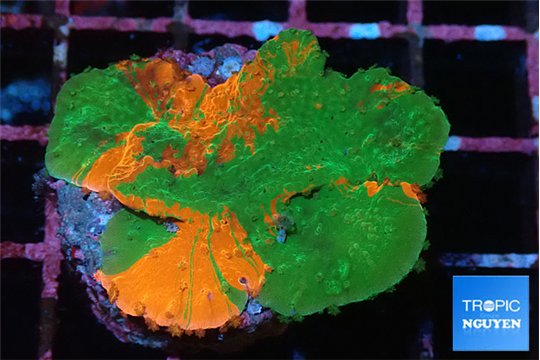 Montipora graphted 3-4 cm WYSIWYG acclimaté