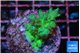 Acropora green 3-4 cm WYSIWYG acclimaté