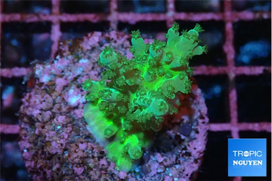 Acropora green 3-4 cm WYSIWYG acclimaté