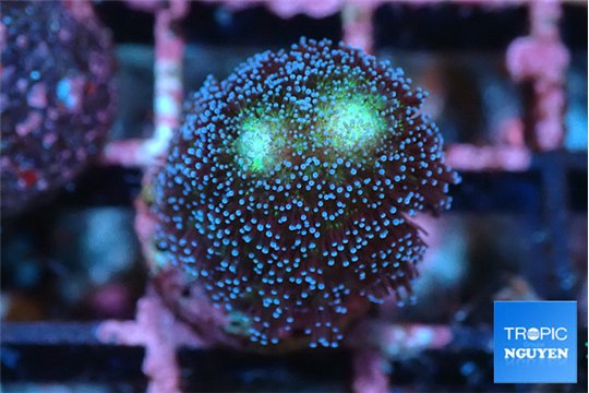 Stylophora milka 1-3 cm WYSIWYG acclimaté