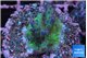 Acropora purple green 2-3 cm WYSIWYG acclimaté