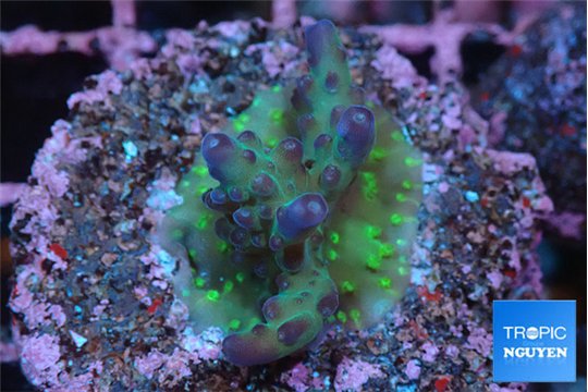 Acropora purple green 2-3 cm WYSIWYG acclimaté