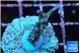 Acropora carduus green polyps deep water 2 cm WYSIWYG acclimaté